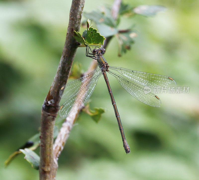 西柳展翅蜻蜓(lesstes viridis)雌性